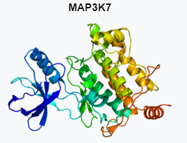 MAP3K7, MEKK7, TAK1, TGF1a, mitogen-activated protein kinase kinase kinase 7, FMD2, CSCF