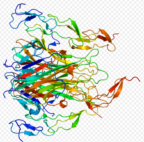 TNF-related apoptosis-inducing ligand (TRAIL) is a protein