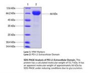 CD274 Recombinant DNA Proteins to buy