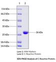  human recombinant C-Reactive Protein