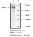 PI3K p110γ human recombinant Protein to buy