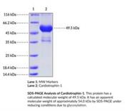 Recombinant Human Cardiotrophin-1 Growth Factor & Cytokine