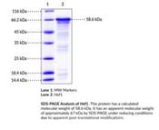 Heat Shock Factor 1 human, recombinant Proteins for sale