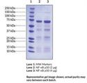Active, pure human recombinant enzyme NF-κB1 Protein
